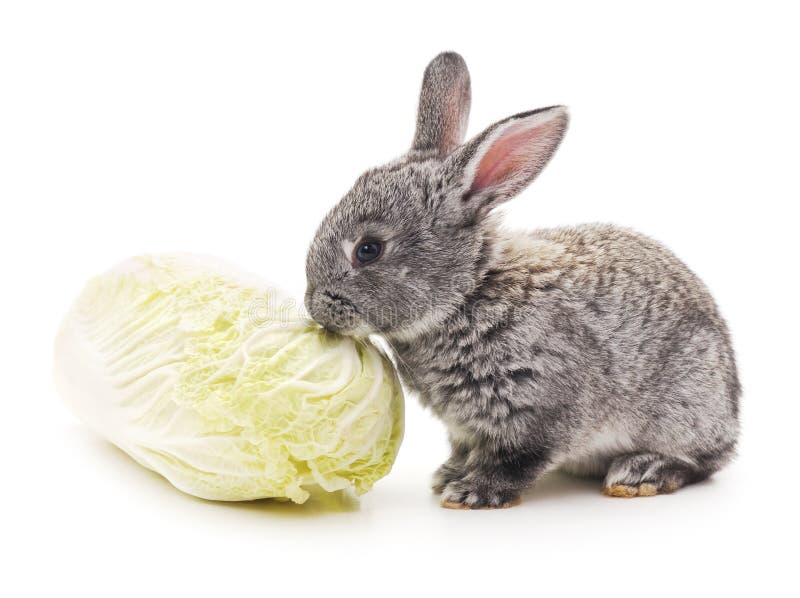 Cute Young Rabbit Eating Cabbage Stock Image Image of wild, fluffy