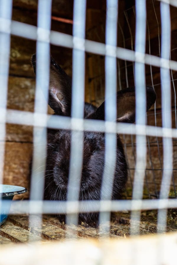 Rabbit in the Cage. Breeding of Domestic Animals. Stock Photo Image