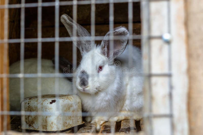 Rabbit in the Cage. Breeding of Domestic Animals. Stock Photo Image