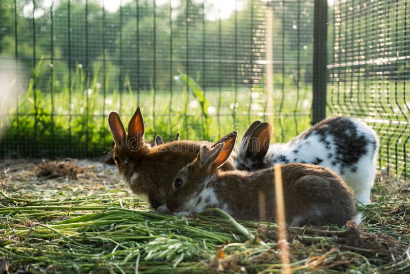Rabbit in a Cage Rabbits in Cage Counter Light Evening, Cage Stock