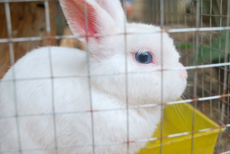 rabbit in cage