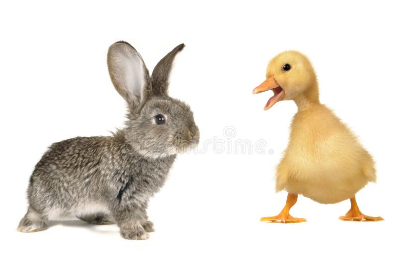 Rabbit and chick