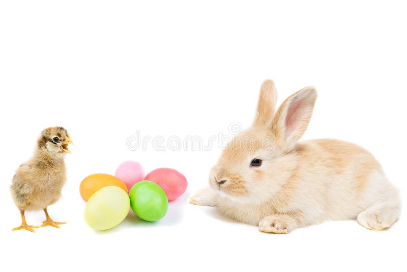 Rabbit Chicken Egg White Background Stock Image Image of funny