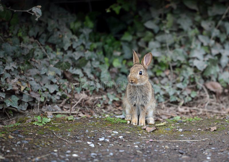 Rabbit