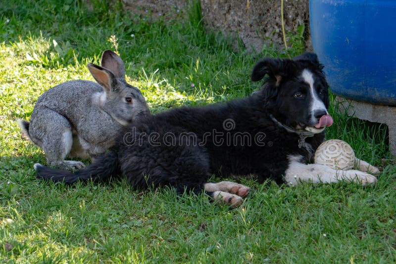 Rabbit and Dog Playing Together Stock Photo Image of bunny, rabbit