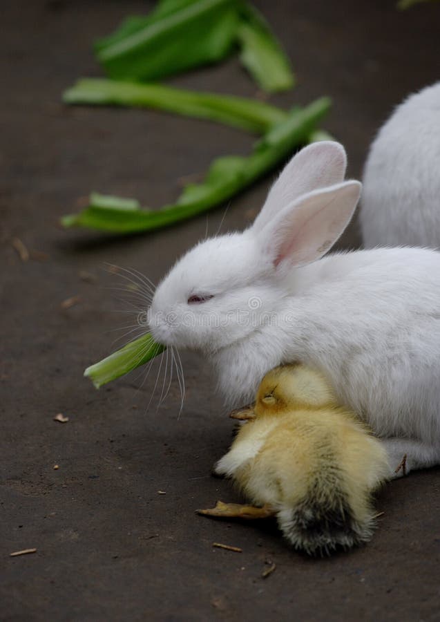 Rabbit and duck