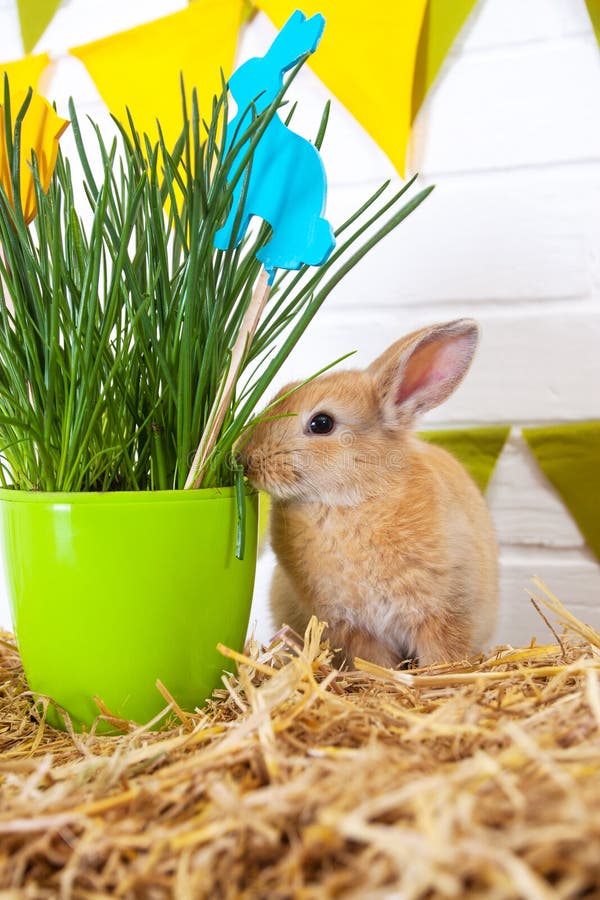 1,100 Rabbit Eating Flowers Stock Photos Free & RoyaltyFree Stock