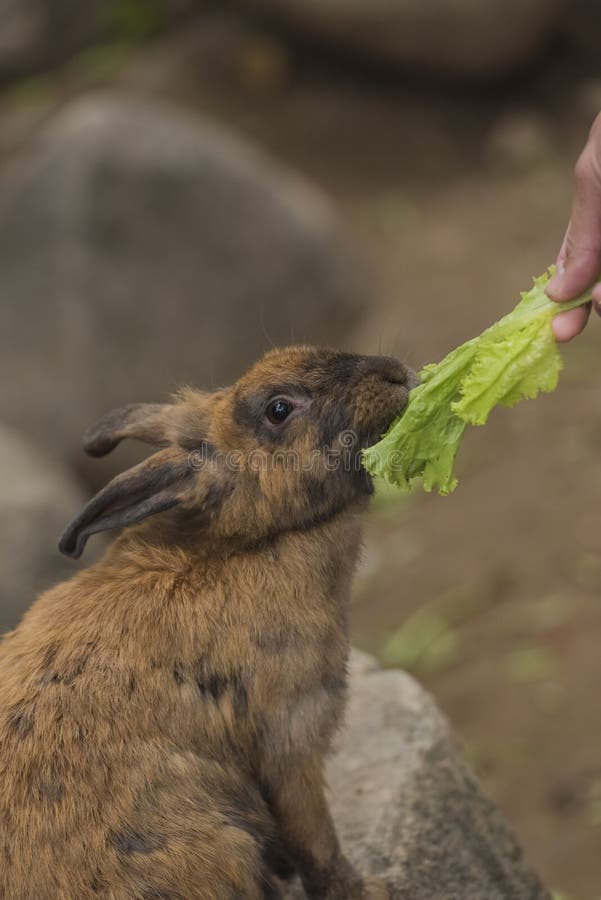 Rabbit eating vegetables. stock image. Image of ears 65812421