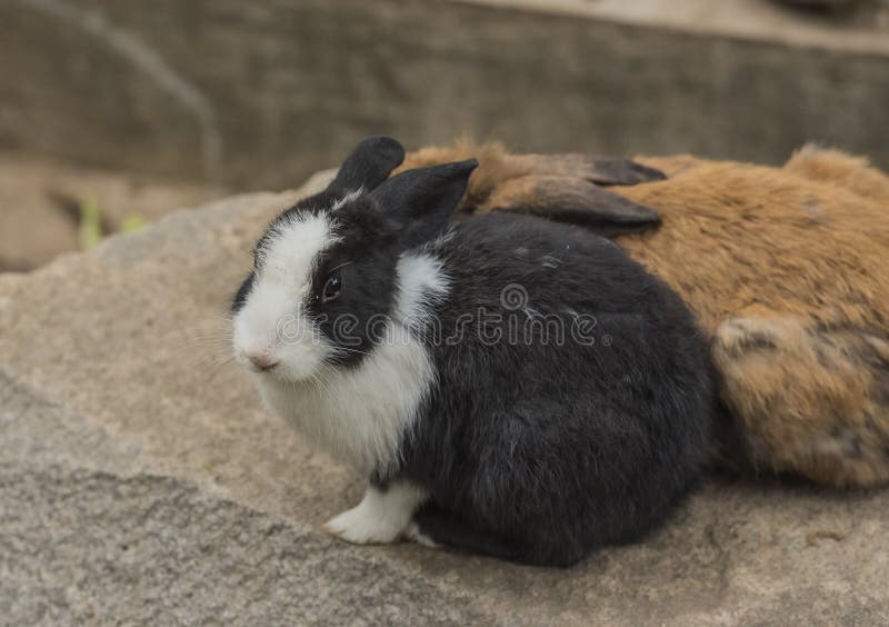 Rabbit eating food. stock image. Image of ears, long 65701397