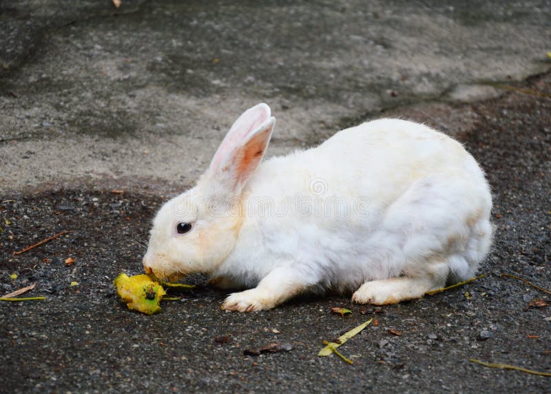 Rabbit Eating Fruit On The Ground Stock Image Image of eating, white