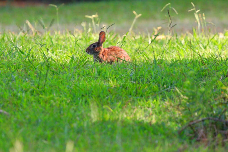 Wild rabbit enjoying grass stock image. Image of grass 134078099