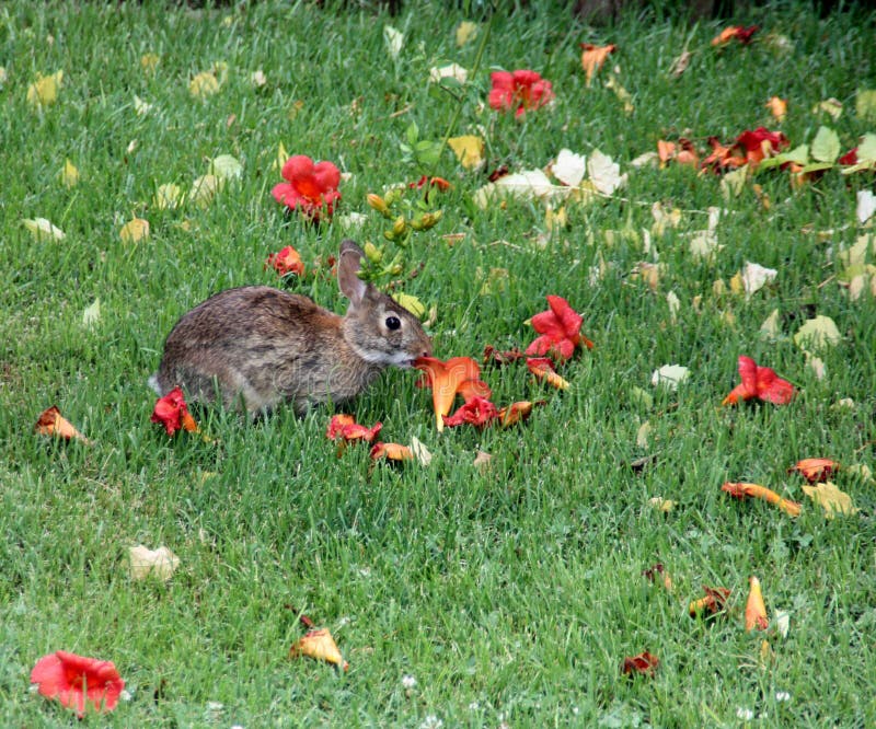 Rabbit Eating Trumpet Flower Stock Photo Image of bloom, rabbit 54012340