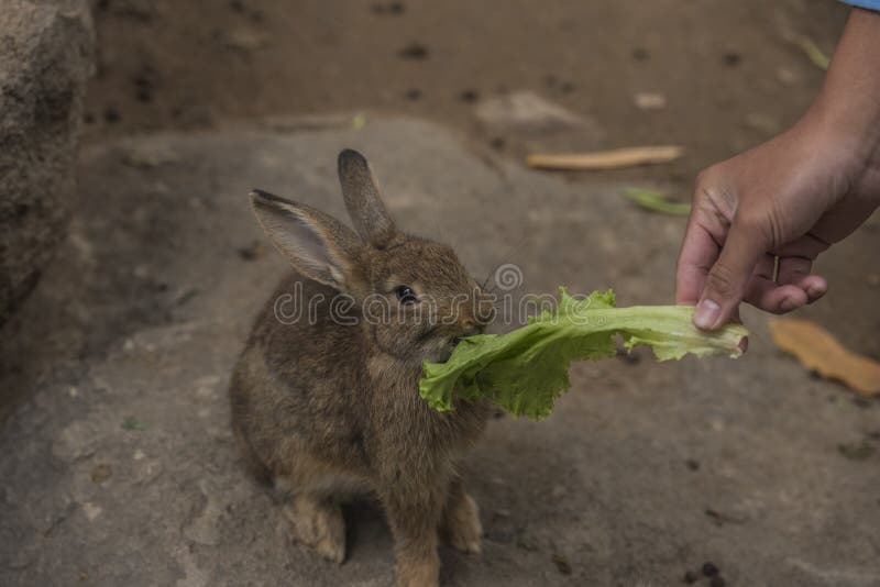 Rabbit eating vegetables. stock image. Image of ears 65812421