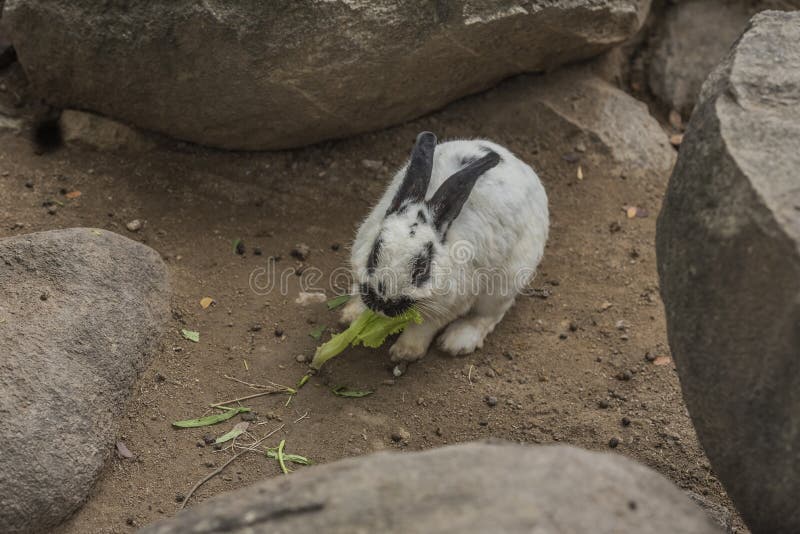 Rabbit eating vegetables. stock image. Image of ears 65812421