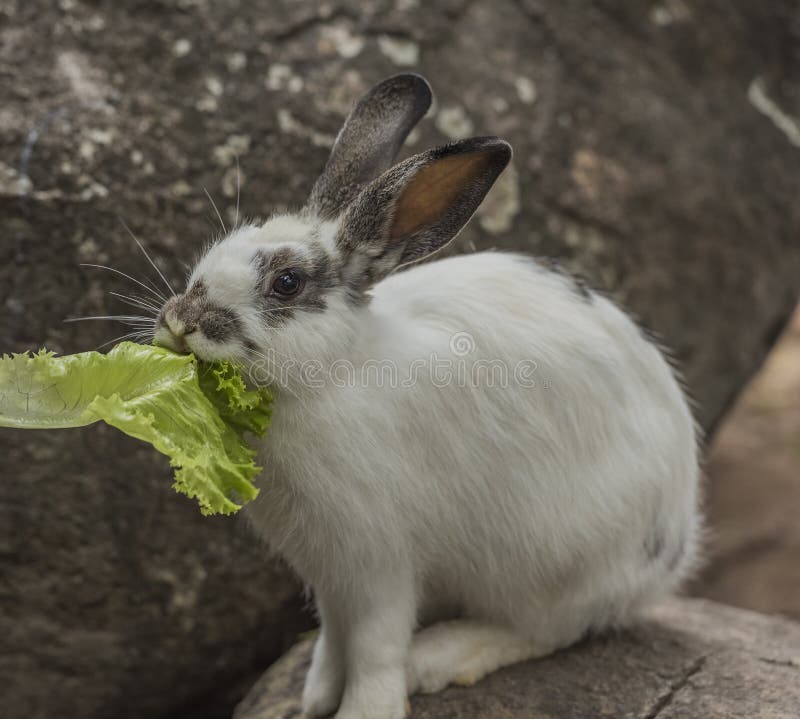 Rabbit eating vegetables. stock photo. Image of nice 65812126