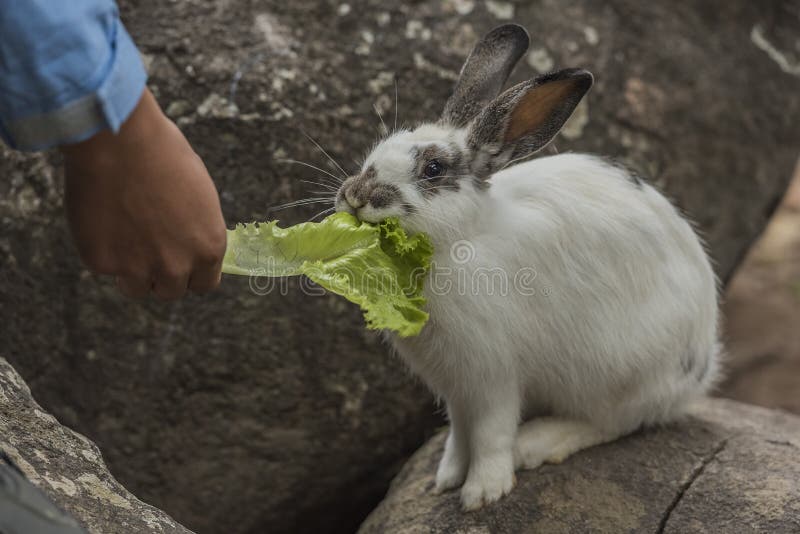 Rabbit eating vegetables. stock image. Image of ears 65812421