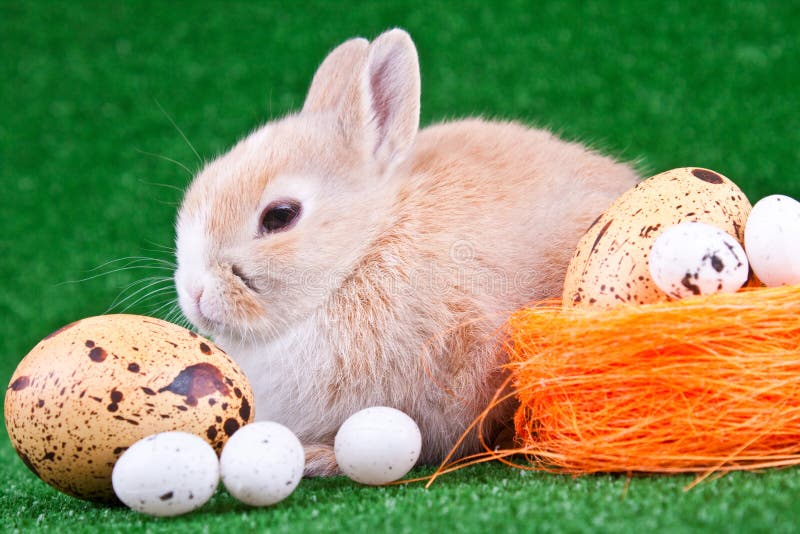 Rabbit And Eggs Stock Photo Image Of Eggs Holder Happy 13555448