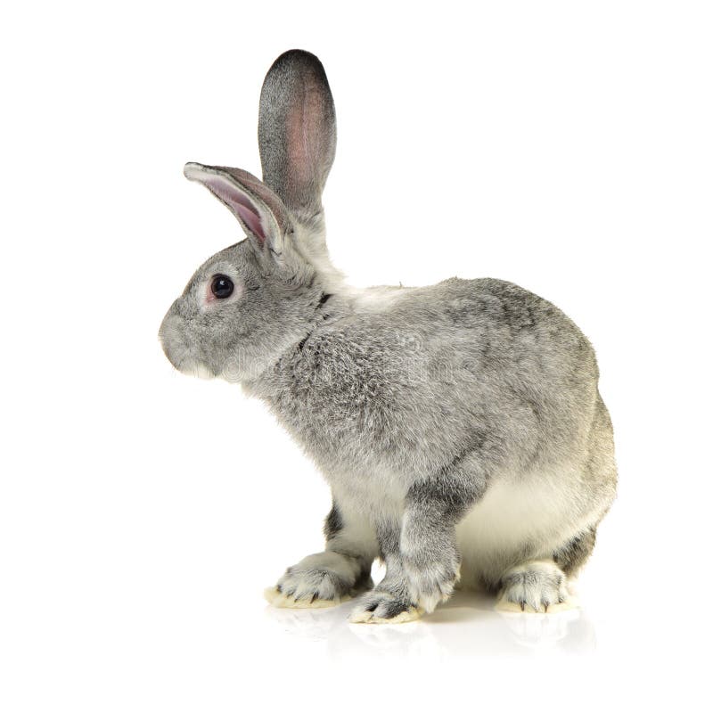 Rabbit farm animal stock photo. Image of animal, domestic 103662370