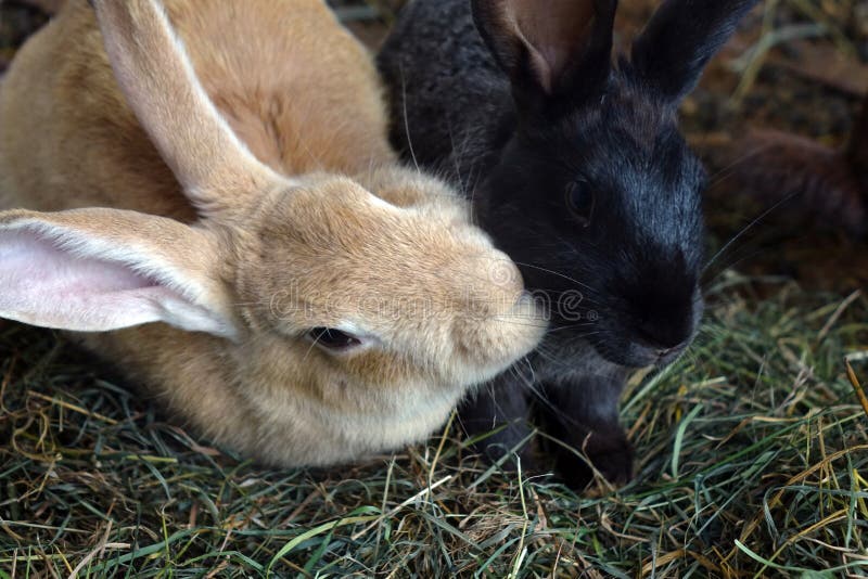 Rabbit farm animal stock photo. Image of fluffy, rabbit 20199416