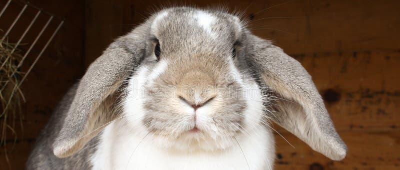 Rabbit with floppy ears