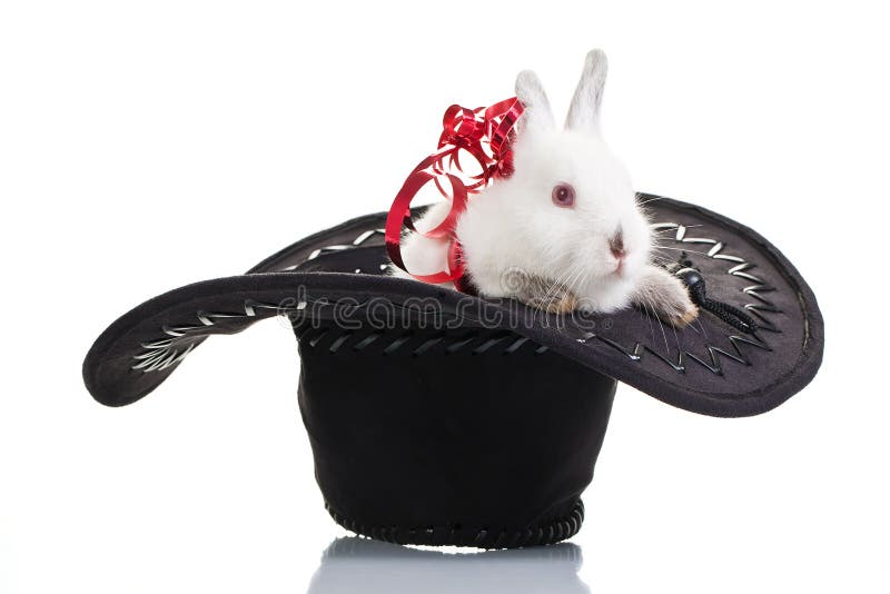 Rabbit Gift royalty free stock photos
