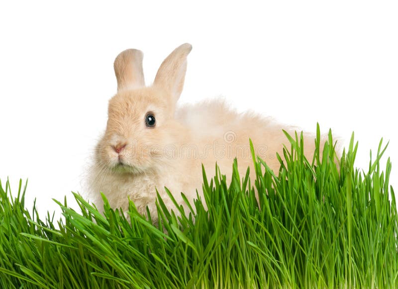 Rabbit in grass stock photo. Image of beautiful, holiday 22907682