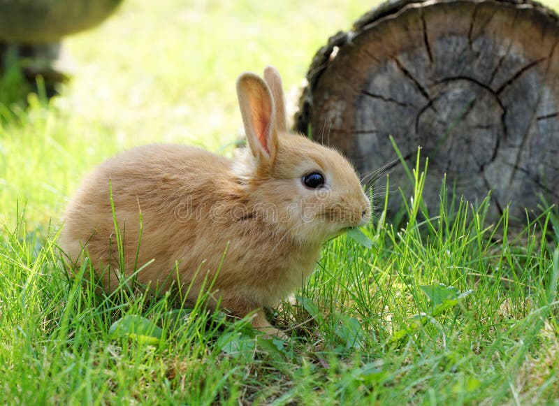 Rabbit on green grass