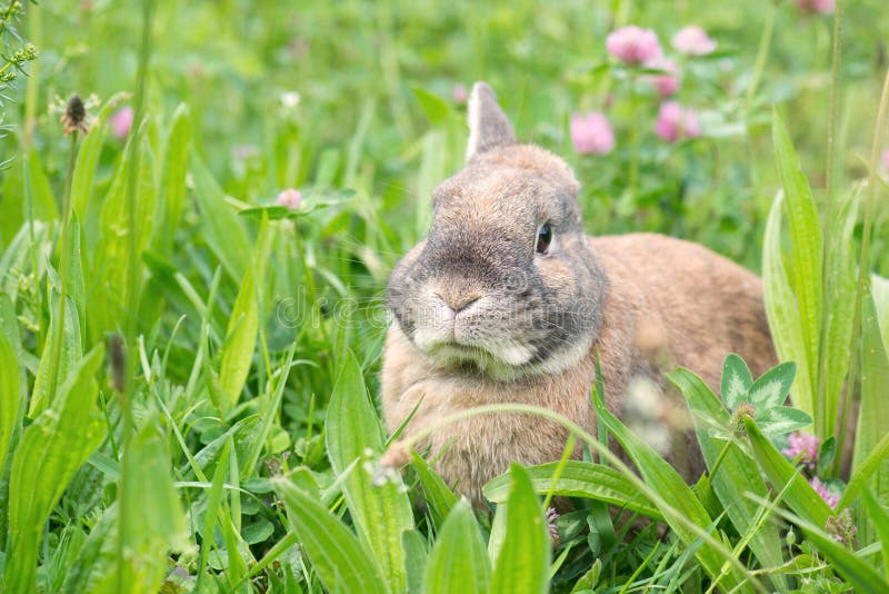 Rabbit on a Green Meadow with Pink Clover Stock Photo Image of grassland, nature 182362584