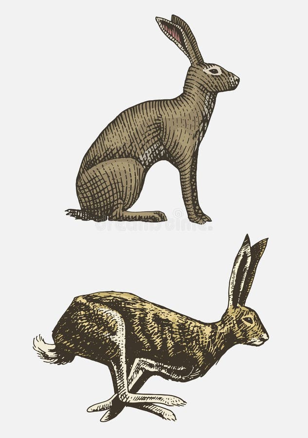 Hare Running Stock Illustrations – 2,651 Hare Running Stock Illustrations, Vectors & Clipart - Dreamstime Hare Running Stock Illustrations – 2,651 Hare Running Stock Illustrations, Vectors & Clipart - Dreamstime
