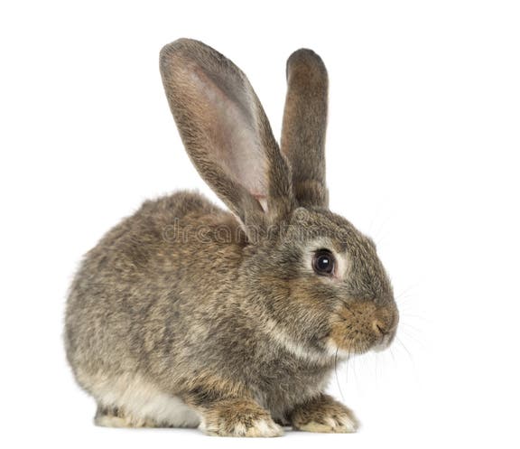 268,483 Rabbit Stock Photos - Free & Royalty-Free Stock Photos from ...