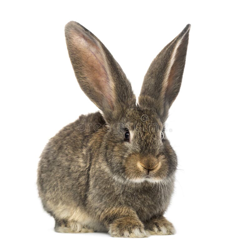 Rabbit, isolated on white stock photography