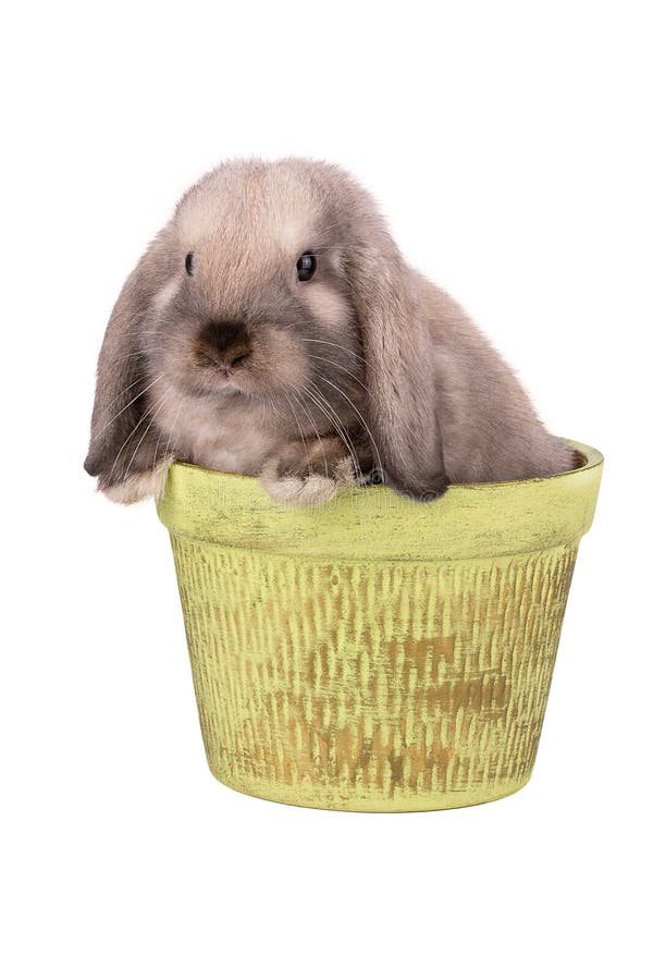 Rabbit isolated on a white stock photos
