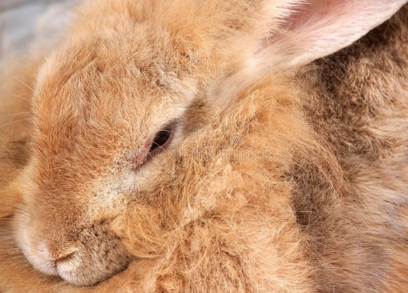 Rabbit is light brown stock image. Image of color, loveliness 45808759