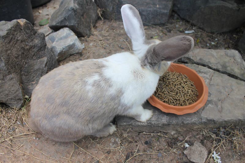 Strong rabbit stock image. Image of furry, rabbit, animal 17754509