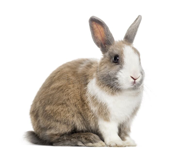 Không có gì tuyệt vời hơn khi được xem những chú thỏ khỏe mạnh, dễ thương cùng với nền trắng tinh khiết. Nhấp chuột vào hình ảnh này để được đắm mình trong vẻ đẹp dịu dàng của loài thỏ.