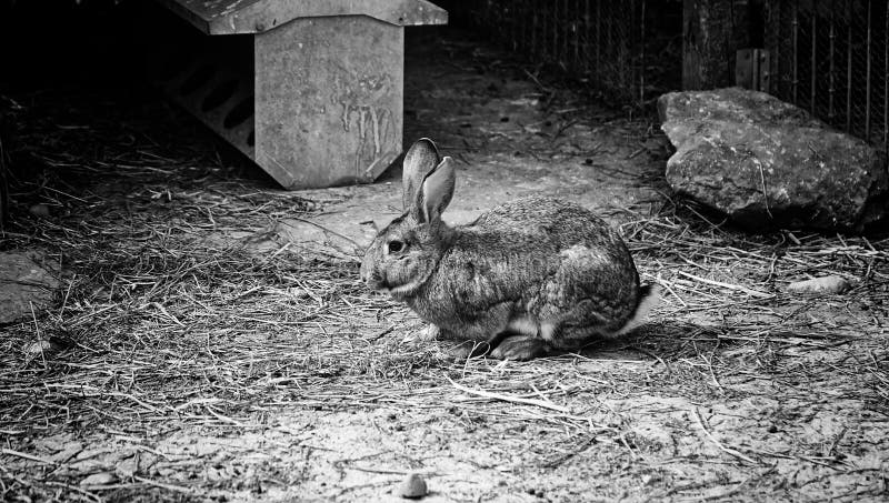Rabbit in park stock photo. Image of cute, leporidae - 174189430