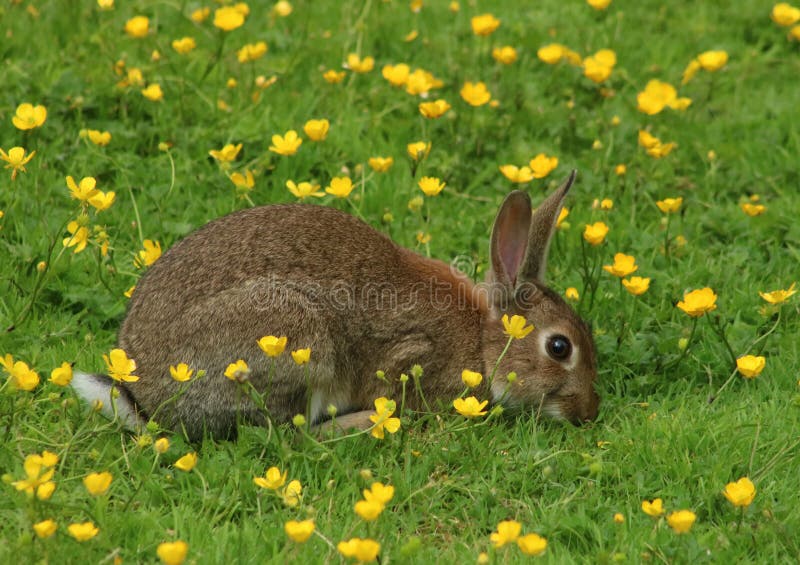 Vista ravvicinata di l'unico coniglio,, pascoli sul erba fra il telaio della porta sul soleggiato giugno.