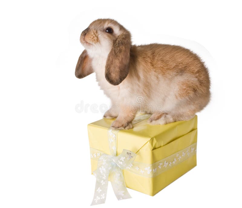 Rabbit on present stock photo. Image of rabbits, easter 12995168