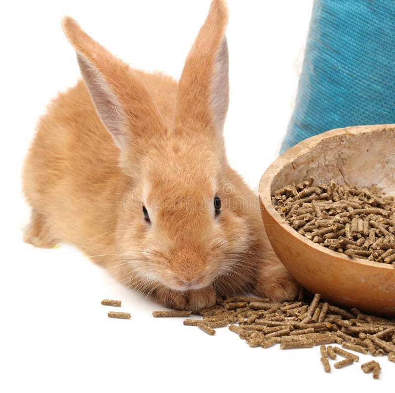 Rabbit feed stock photo. Image of mixed, grain, equine 33184696