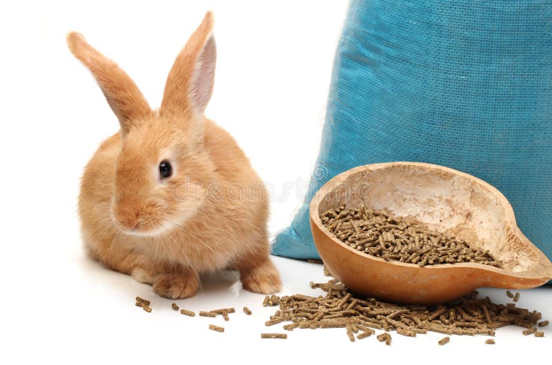 Rabbit and rabbit feed stock image. Image of horse, grain 33235749