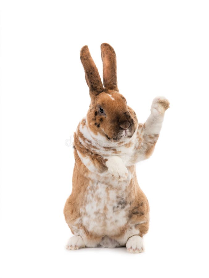 Rabbit with Raised Paws for Setting Your Content is Isolated on a White