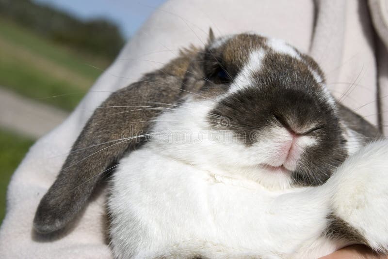 Rabbit s mouth stock photo. Image of animal, mouth, flower 4919880