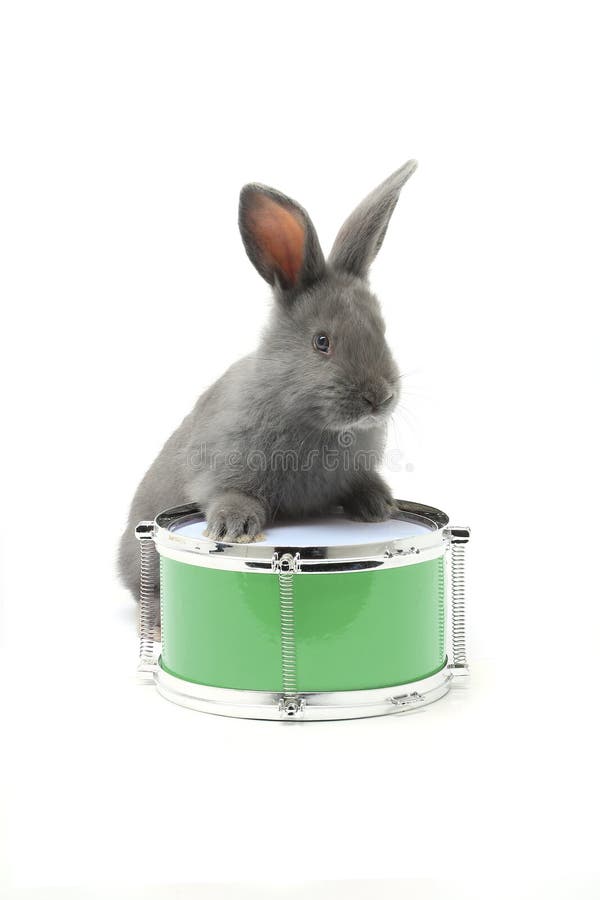 Rabbit White Fluffy Plays Drum Stock Photos Free & RoyaltyFree Stock