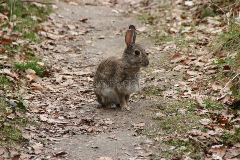 128 Ruminant System Stock Photos Free & RoyaltyFree Stock Photos