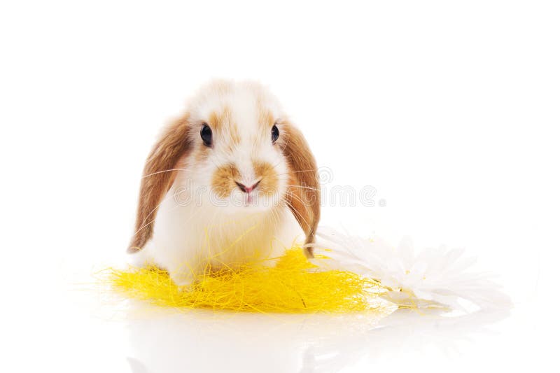 Rabbit sitting on grass with yellow daisies