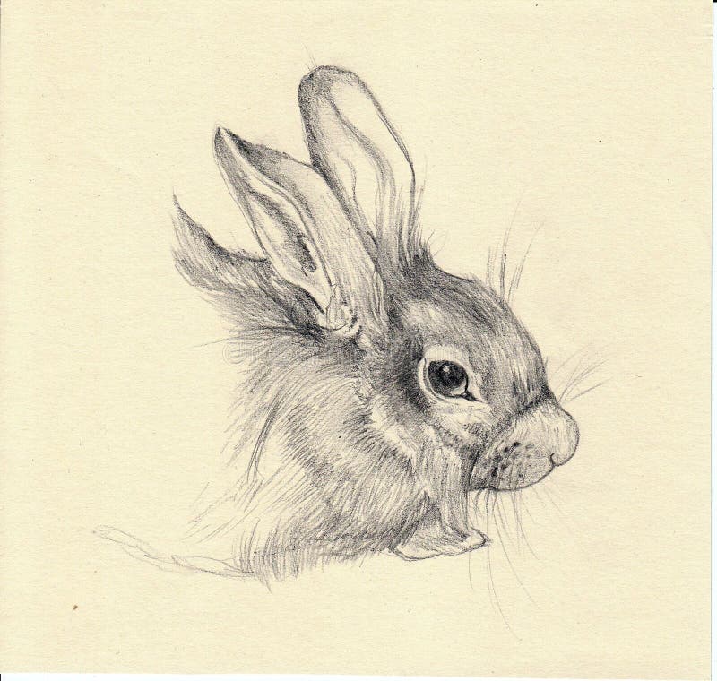 Animal Sketch Rabbit Drawing Ears Up for Kindergarten