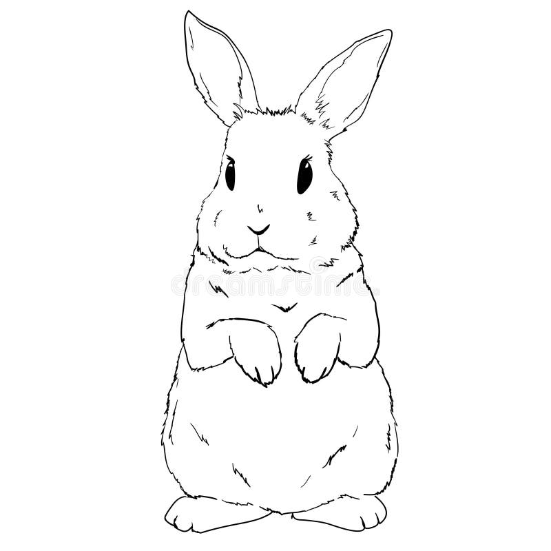 Bunny/Rabbit Realistic Drawing - Sage C. - Drawings & Illustration,  Animals, Birds, & Fish, Rabbits - ArtPal