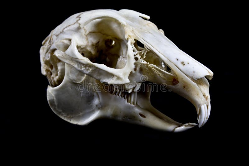 rabbit skull