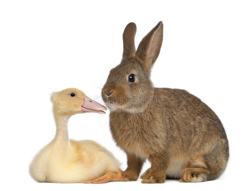 Rabbit sniffing duckling