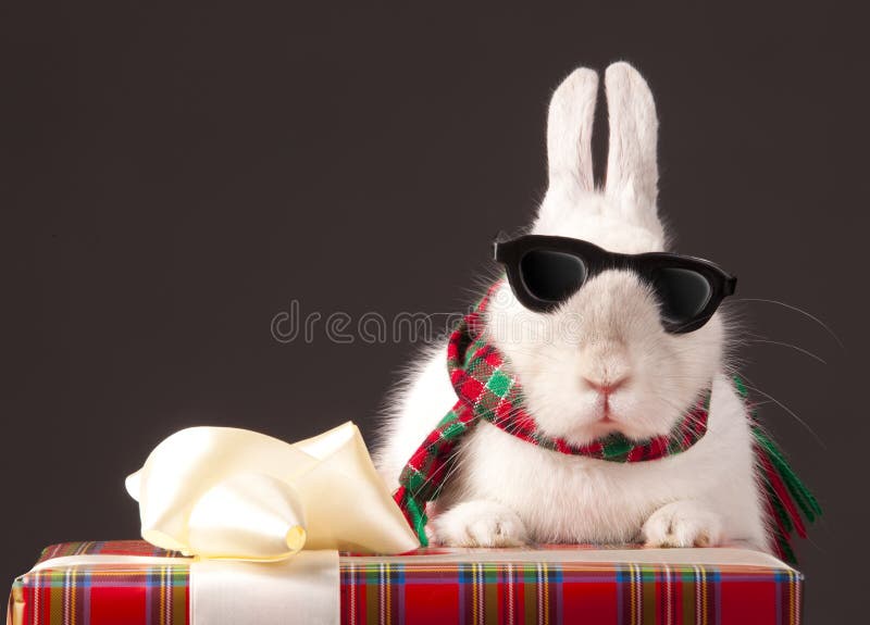 Rabbit in sun glasses is on gift box